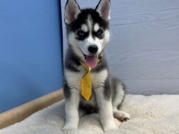 Siberian Husky DOG Male Bkack & White 12012 Petland Batavia, Illinois