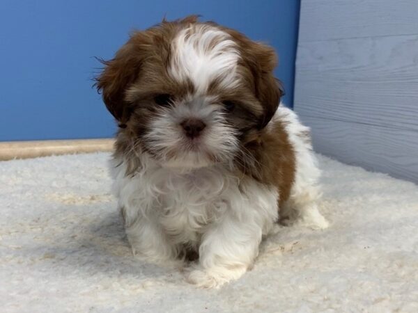 Shih Tzu DOG Male Sable and White 19903 Petland Batavia, Illinois