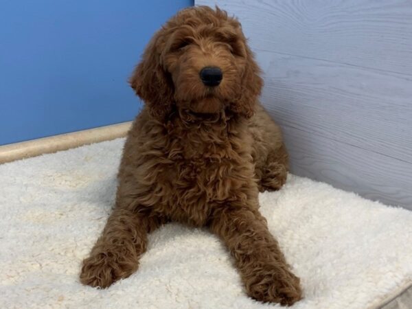 Goldendoodle DOG Female Red 19905 Petland Batavia, Illinois