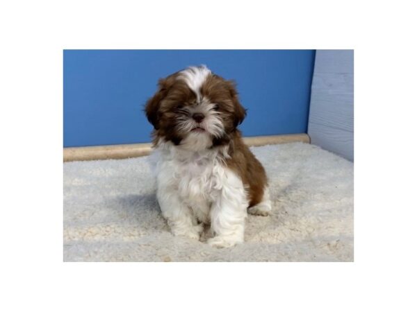 Shih Tzu DOG Female Sable and White 19904 Petland Batavia, Illinois