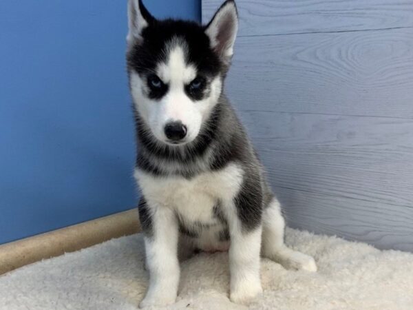 Siberian Husky DOG Female Bkack & White 12014 Petland Batavia, Illinois