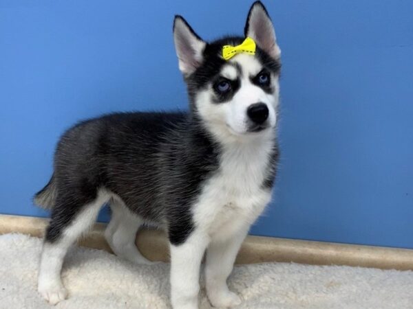 Siberian Husky DOG Female Bkack & White 12013 Petland Batavia, Illinois