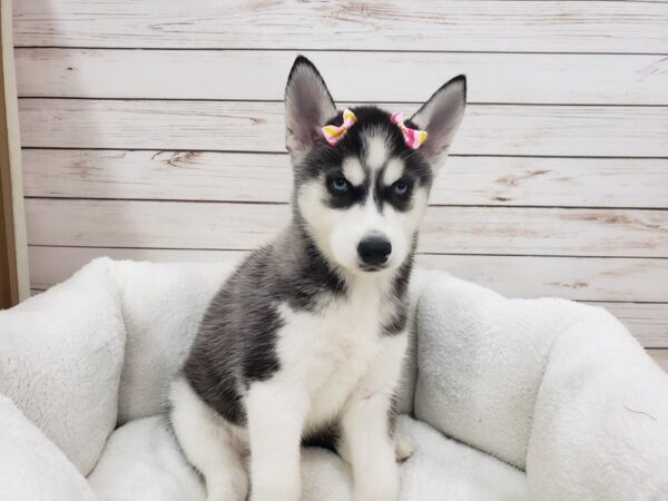 Siberian Husky DOG Female Bkack & White 20127 Petland Batavia, Illinois