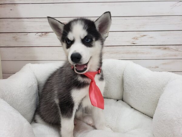 Siberian Husky DOG Male Bkack & White 20128 Petland Batavia, Illinois