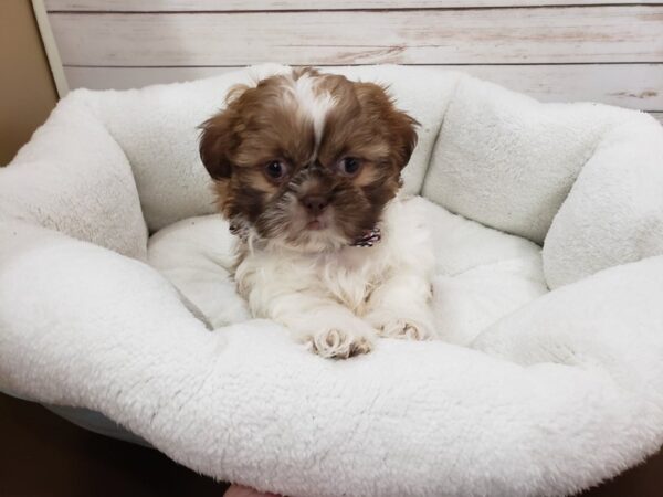 Shih Tzu DOG Male Chocolate and White 20129 Petland Batavia, Illinois