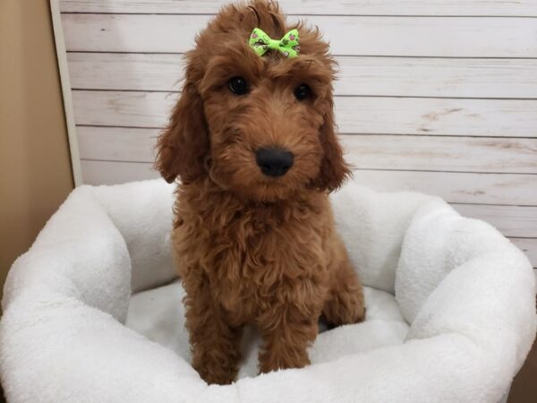 Goldendoodle DOG Female Red 20131 Petland Batavia, Illinois