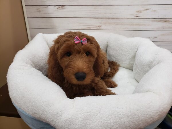 Goldendoodle DOG Female Red 20130 Petland Batavia, Illinois