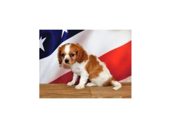 Cavalier King Charles Spaniel-DOG-Female-Blenheim-12020-Petland Batavia, Illinois