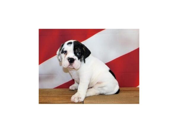 Bea-Bull DOG Male Black / White 12033 Petland Batavia, Illinois