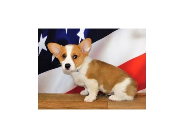 Pembroke Welsh Corgi DOG Male Sable / White 12024 Petland Batavia, Illinois