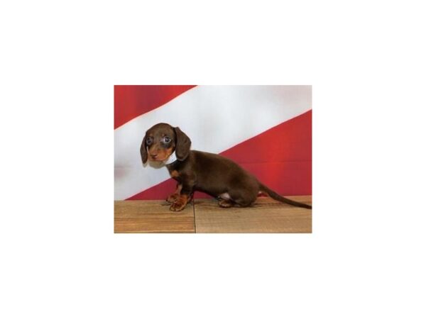 Dachshund DOG Female Chocolate / Tan 12022 Petland Batavia, Illinois