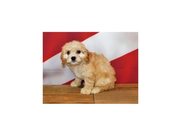 Cavachon DOG Female Apricot 12032 Petland Batavia, Illinois