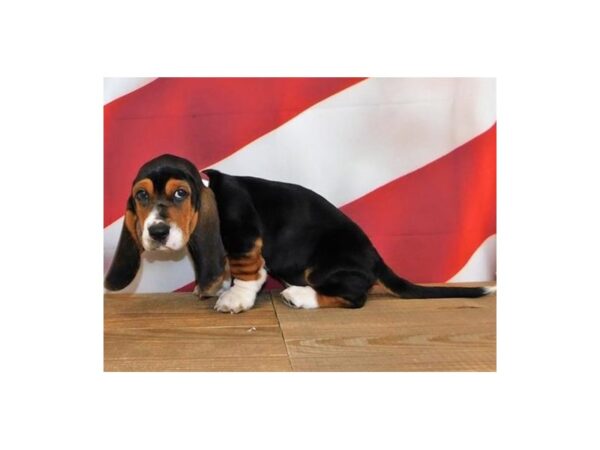 Basset Hound DOG Male Black White / Tan 12019 Petland Batavia, Illinois