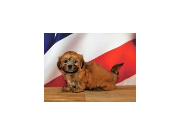 Shih Tzu DOG Male Gold 12025 Petland Batavia, Illinois