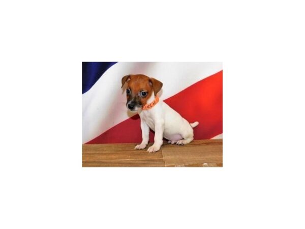 Jack Russell Terrier DOG Male Red / White 12028 Petland Batavia, Illinois
