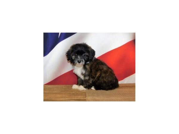 Teddy Bear DOG Female Brindle 12030 Petland Batavia, Illinois