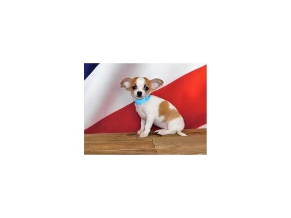 Chihuahua DOG Female Fawn / White 12021 Petland Batavia, Illinois