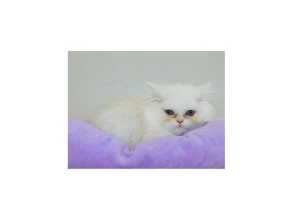 Persian CAT Female Shell Cameo 12027 Petland Batavia, Illinois