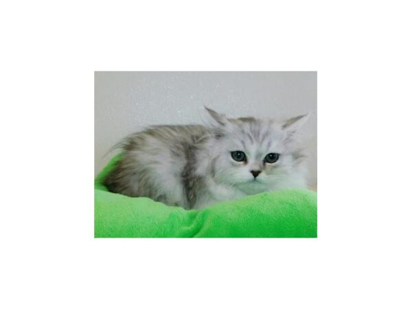Persian CAT Male Shaded Silver / White 12026 Petland Batavia, Illinois