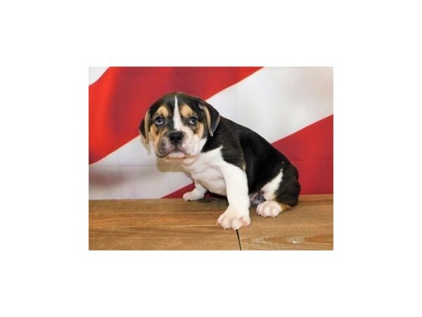 Bea-Bull DOG Male Black White / Tan 20151 Petland Batavia, Illinois