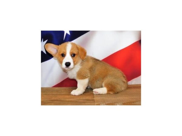 Pembroke Welsh Corgi DOG Male Sable / White 20147 Petland Batavia, Illinois