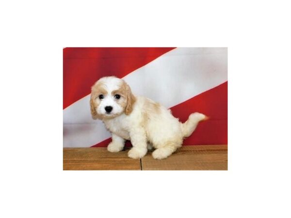 Cavachon DOG Female Blenheim 20150 Petland Batavia, Illinois