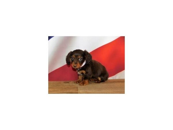 Dachshund DOG Female Chocolate / Tan 20145 Petland Batavia, Illinois