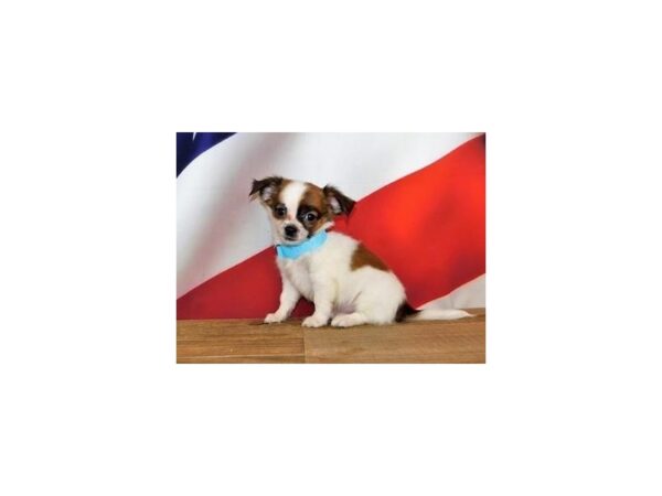 Chihuahua DOG Male Red / White 20144 Petland Batavia, Illinois