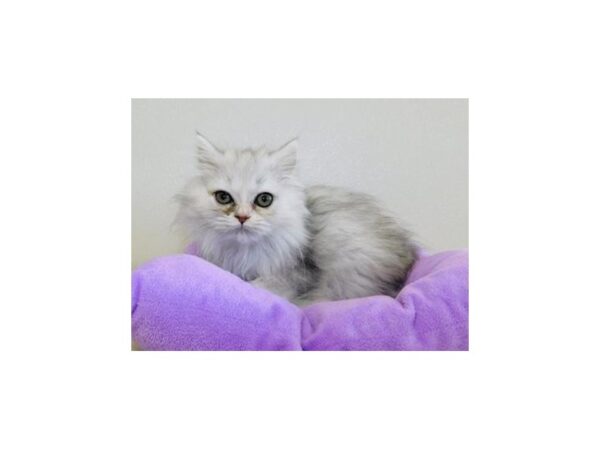 Persian CAT Female Shaded Silver 20148 Petland Batavia, Illinois