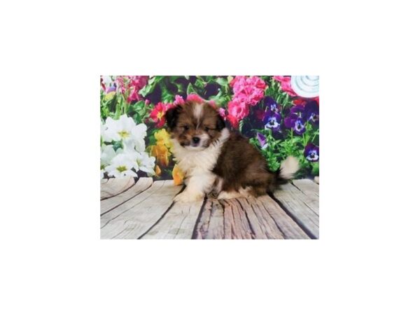 Teddy Bear-DOG-Female-Brindle / White-19927-Petland Batavia, Illinois