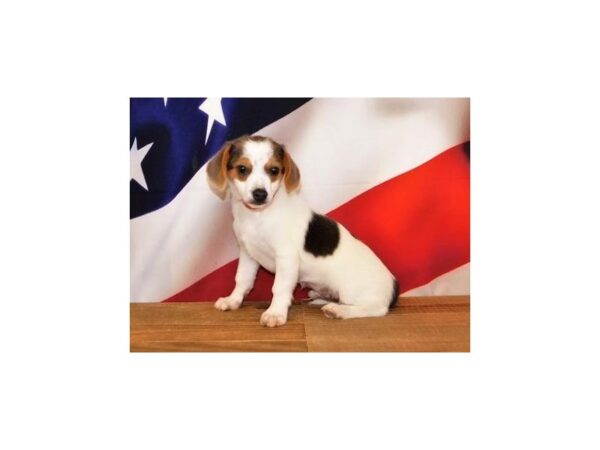 Chihuahua/Beagle DOG Male Blue Tan / White 19926 Petland Batavia, Illinois