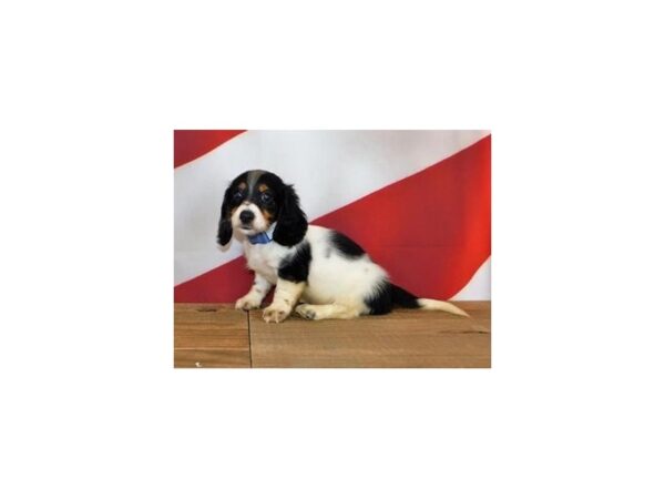 Dachshund DOG Male Black White / Tan 19920 Petland Batavia, Illinois