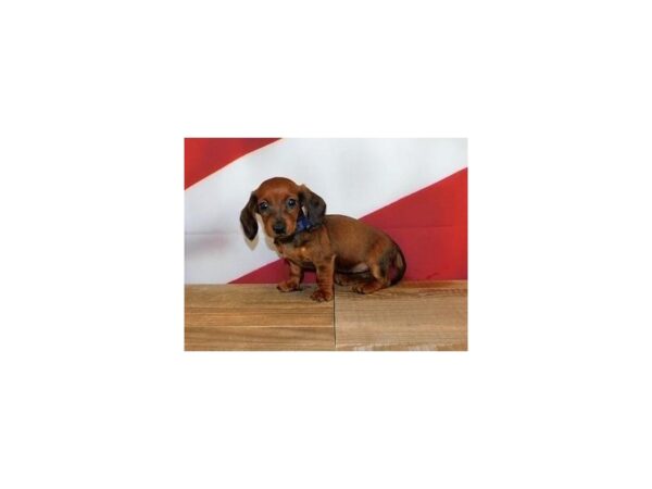 Dachshund DOG Female Red Sable 19919 Petland Batavia, Illinois
