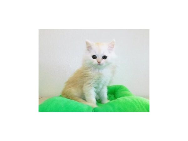 Persian CAT Male Shell Cameo 19923 Petland Batavia, Illinois