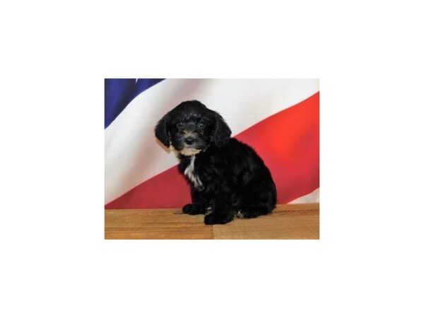 Yorkiepoo DOG Male Black 19928 Petland Batavia, Illinois