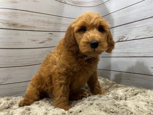 Goldendoodle Mini DOG Male Red 12018 Petland Batavia, Illinois