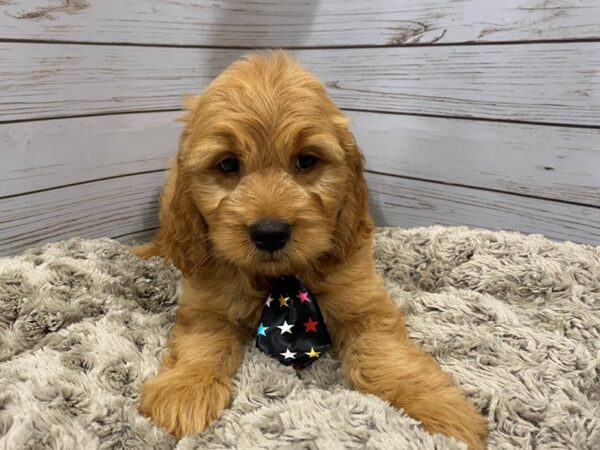 Goldendoodle Mini DOG Male Red 12017 Petland Batavia, Illinois