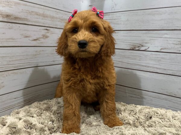 Goldendoodle Mini DOG Female Red 12015 Petland Batavia, Illinois