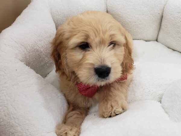 Goldendoodle Mini DOG Male Apricot 20156 Petland Batavia, Illinois