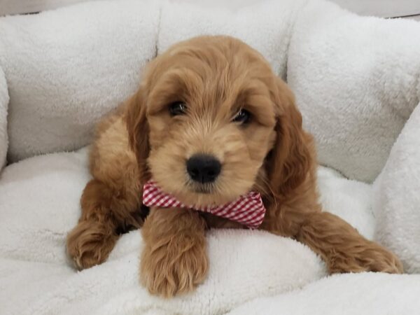 Goldendoodle Mini DOG Male Apricot 20155 Petland Batavia, Illinois