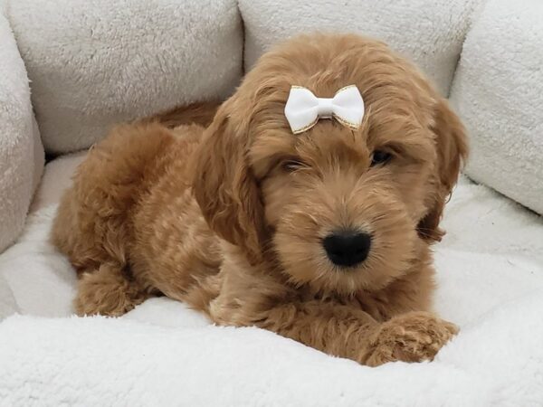 Goldendoodle Mini-DOG-Female-Red-20153-Petland Batavia, Illinois