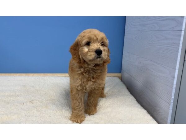 Goldendoodle Mini DOG Male Red 19916 Petland Batavia, Illinois