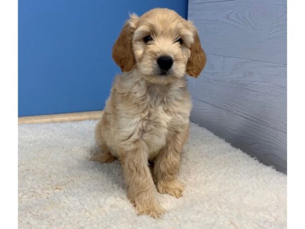 Goldendoodle Mini DOG Male Golden 19917 Petland Batavia, Illinois