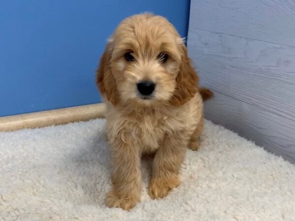 Goldendoodle Mini DOG Female Apricot 19918 Petland Batavia, Illinois