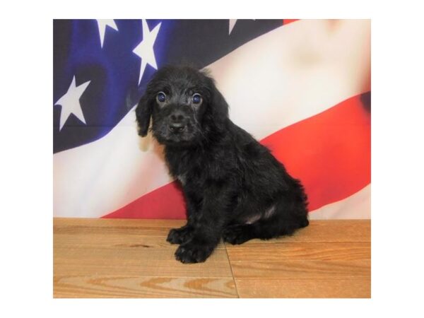 WeimarDoodle DOG Male Black 19943 Petland Batavia, Illinois