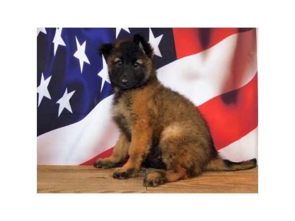 Belgian Tervuren-DOG-Female-Mahogany / Black-12044-Petland Batavia, Illinois