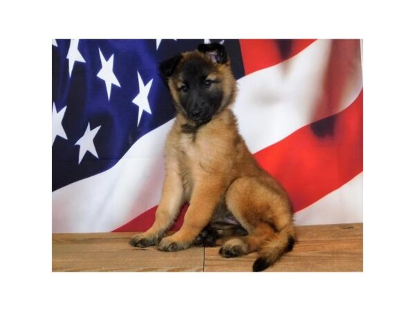 Belgian Tervuren DOG Female Mahogany / Black 20163 Petland Batavia, Illinois