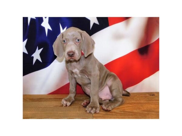 Weimaraner DOG Male Silver 20166 Petland Batavia, Illinois