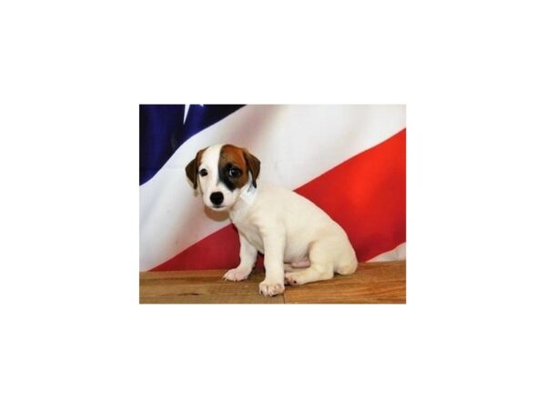 Jack Russell Terrier DOG Male Red / White 19940 Petland Batavia, Illinois