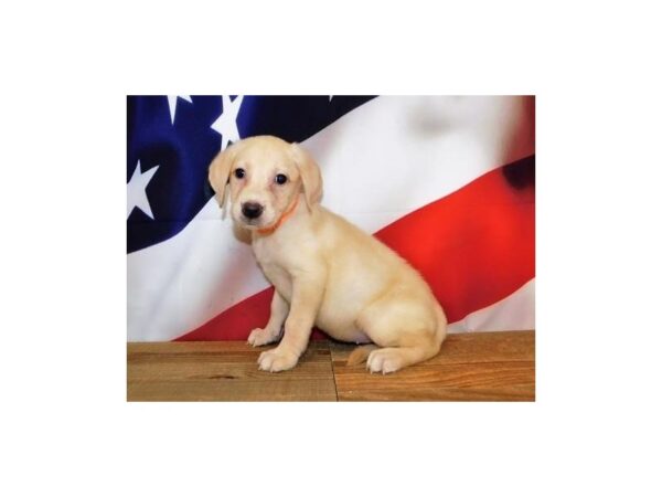 Labrador Retriever DOG Female Yellow 19941 Petland Batavia, Illinois